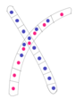 Image 25Typical mating fusion of two compatible monokaryons in Basidiomycota (from Mating in fungi)