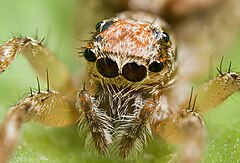 This jumping spider's main ocelli (center pair) are very acute. The outer pair are "secondary eyes" and there are other pairs of secondary eyes on the sides and top of its head. Clynotis severus, AF 2.jpg