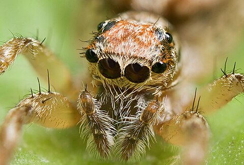 This jumping spider's main ocelli (center pair) are very acute. The outer pair are "secondary eyes" and there are other pairs of secondary eyes on the sides and top of its head.[25]