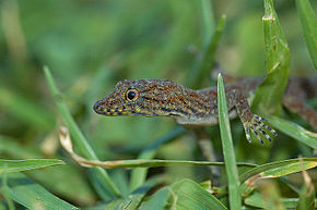 Beschrijving van de afbeelding Cnemaspis tropidogaster.jpg.