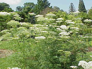 <i>Cnidium</i> Genus of flowering plants in the celery family Apiaceae