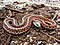 Coast Garter Snake.jpg