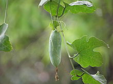 Ivy gourd at Thrissur, Kerala, India Coccinia grandis11.JPG