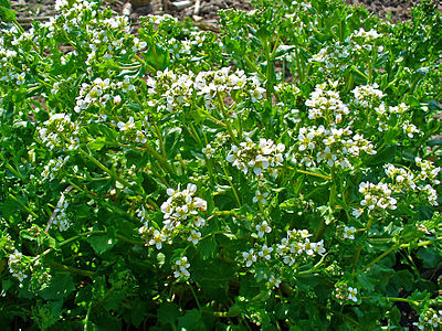 Cochlearia officinalis Habitus