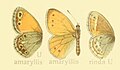 Coenonympha amaryillis