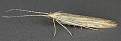 Coleophora follicularis, Солтүстік Уэльс, маусым 2011 (18847611054) .jpg