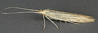 <i>Coleophora follicularis</i> Species of moth