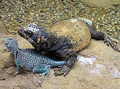 With a common collared lizard (Crotaphytus collaris) at the Bristol Zoo.