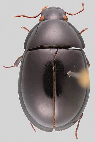 <i>Colossochares</i> Genus of beetles