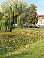 Čeština: Rybníček na návsi u Kutnohorské ulice v Dolních Měcholupech (Praha 15) English: Small pond at common in Dolní Měcholupy, Prague