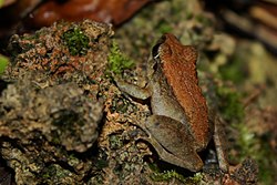 Common Forest Frog (Platymantis dorsalis)7.jpg
