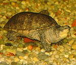 Жалпы Musk Turtle.jpg