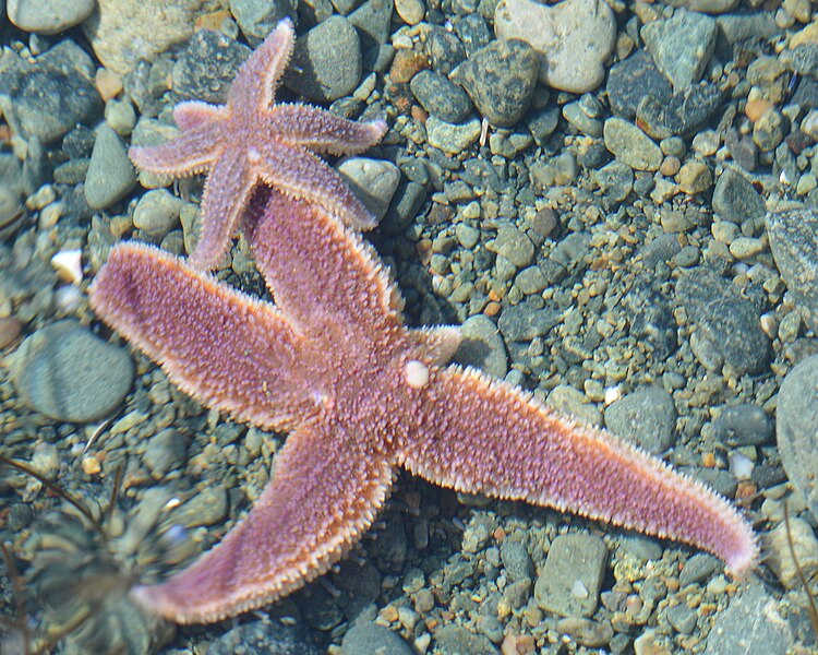 File:Common Sea Stars (Asterias rubens) - Crow Head, Newfoundland 2019-08-15.jpg