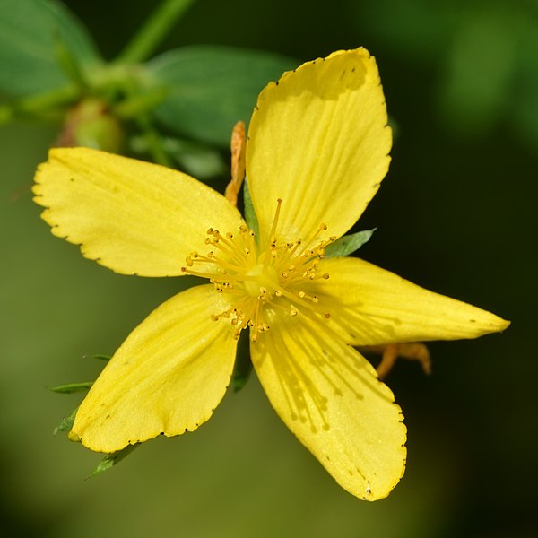 File:Common St. John's-Wort (Hypericum perforatum) - MacGregor Point Provincial Park.jpg