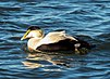 Common eider male at Jones Beach (04738).jpg