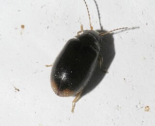 <i>Contacyphon pusillus</i> Species of beetle