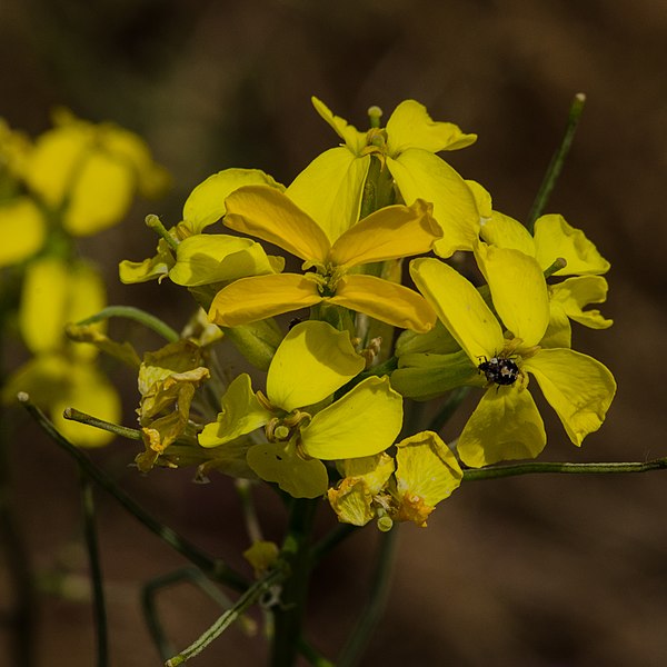 File:Contra Costa Wallflower (Erysimum capitatum var. angustatum) (8646050977).jpg