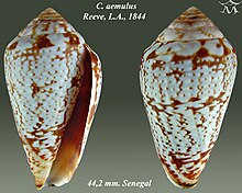 Conus aemulus 2.jpg