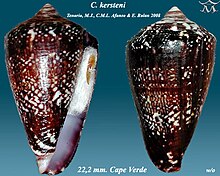 Conus kersteni 1.jpg