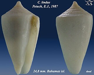 <i>Conus lindae</i> species of mollusc