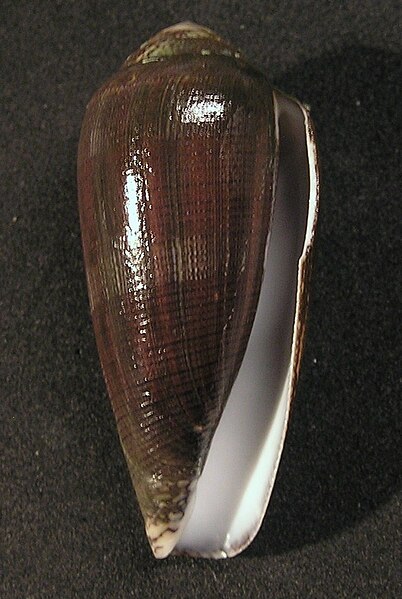 File:Conus pennaceus elisae 001.jpg