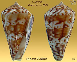 Conus pictus