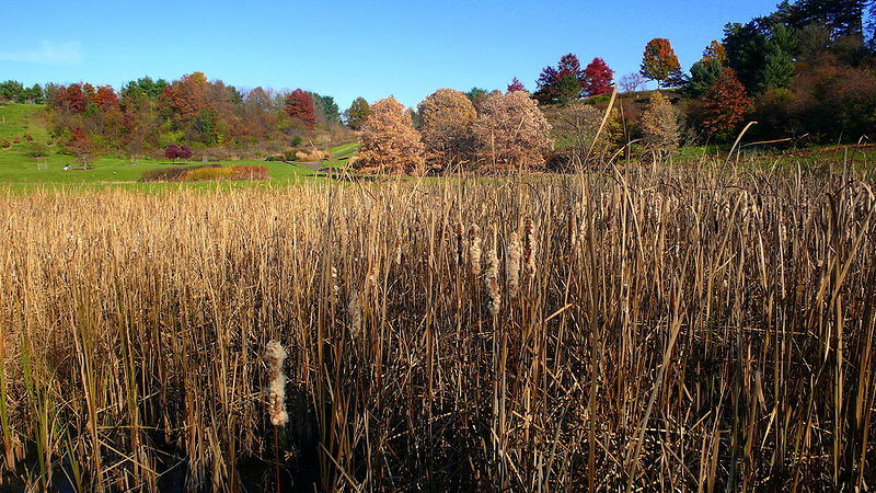 File:Cornell Arboretum.jpg