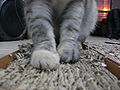 Garukan kucing jenis bantalan yang terbuat dari serat papan bergelombang