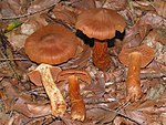 Cortinarius rubellus 01.jpg