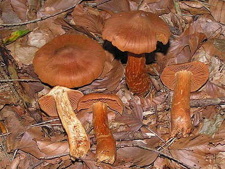 The Deadly webcap (pictured above) is easily distinguished from the edible Funnel chanterelle, but only if you look at every individual mushroom.