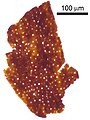 Cutícula de Chosmochlaina sp.; es poden veure els estomes que permeten el pas de certes molècules.