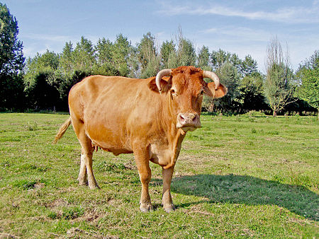 Tập_tin:Cow_Oostvaardersplassen.jpg