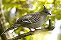 Crested Pigeon (Ocyphaps lophotes) - Flickr - Lip Kee (6).jpg