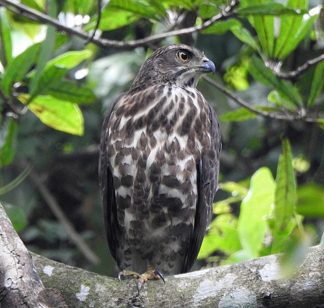 File:Crested goshawk 16.jpg