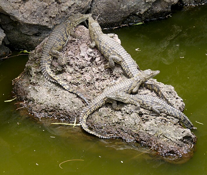 File:Crocodylus - Crocodiles - Krokodile - 02.jpg