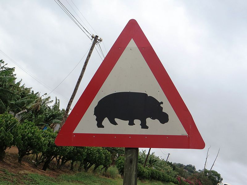 File:Crossing Hippopotamus.JPG