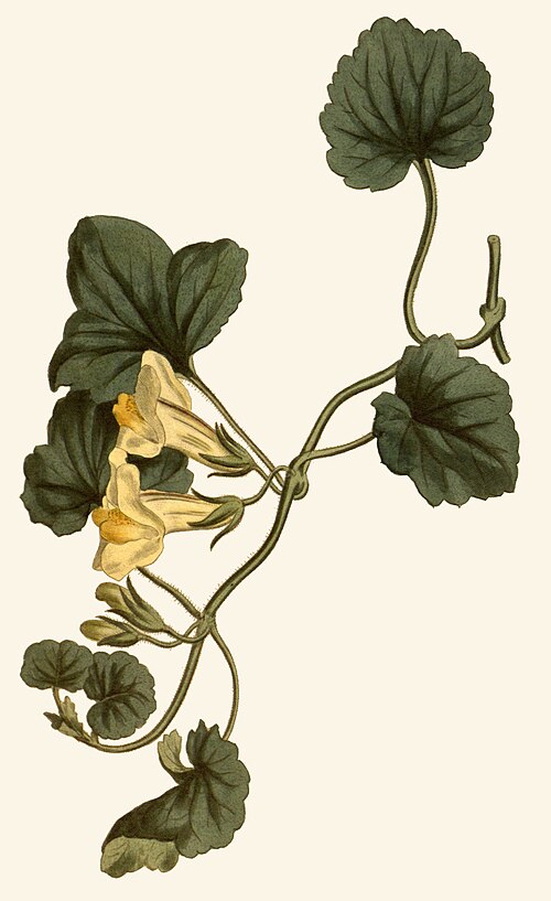 Colour plate from Curtis's Botanical Magazine 1806