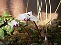 Cyclamen coum - white