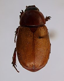 Cyclocephala melanocephala 1.jpg