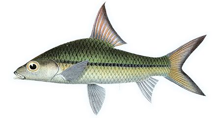 Cyclocheilichthys_janthochir