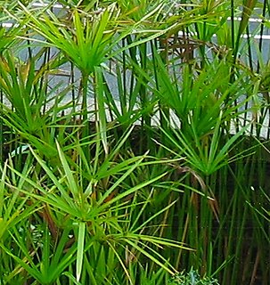 <i>Cyperus alternifolius</i> Species of plant in the family Cyperaceae, native to Africa