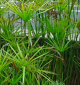 <i>Cyperus alternifolius</i> Species of plant in the family Cyperaceae, native to Africa