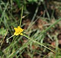 Cyperus sphaerocephalus