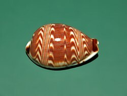 Palmadusta diluculum, dorsal view Cypraeidae - Palmadusta diluculum-2.JPG