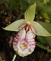 Cypripedium japonicum Gero, Gifu prefecture, Japan