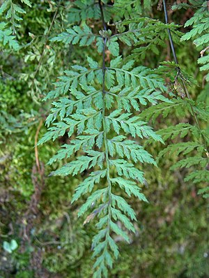 Fragile bladder fern (Cystopteris fragilis)