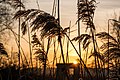 * Nomination Common reed at sunrise at the Oedlerteich (Heubachniederung) near Hausdülmen, Dülmen, North Rhine-Westphalia, Germany --XRay 03:35, 2 May 2016 (UTC) * Promotion Good quality. --Cccefalon 04:08, 2 May 2016 (UTC)