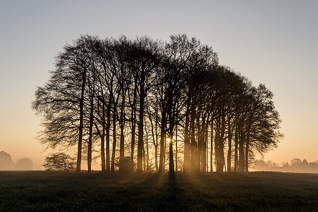 Деревья, окутанные утренним туманом в деревне Вельте, Дюльмен