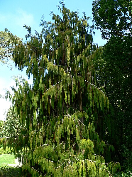 File:Dacrydium cupressinum 1.jpg