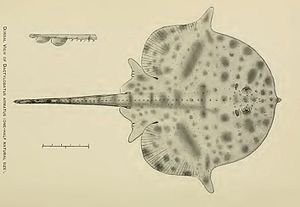 Dactylobatus armatus BEAN & WEED, 1909.jpg